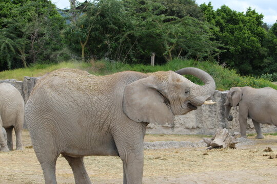 elefante en zool&oacute;gico 