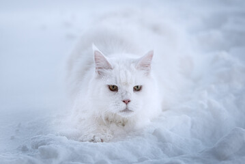 Maine Coon white cat walks in deep snow