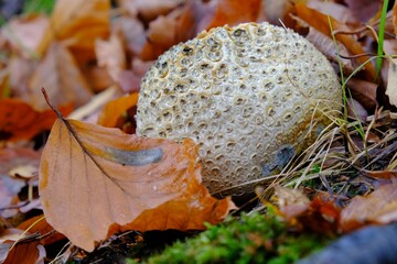 Scleroderma citrinum, commonly known as the common earthball, pigskin poison puffball, or common...
