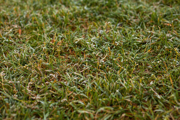 Photo of dark green grass background. Nature concept