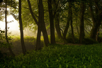 Fototapeta premium Gloomy photo of trees with leaves and grass in the forest in nature