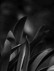 Black and white plant background