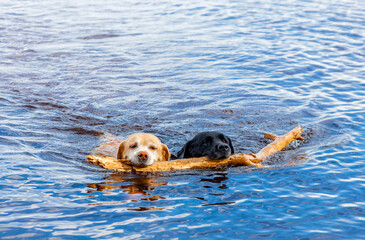Pair of Labrador dogs swim on the lake carrying pine branch. - obrazy, fototapety, plakaty