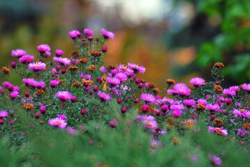 Fototapeta premium Many pink flowers in the field