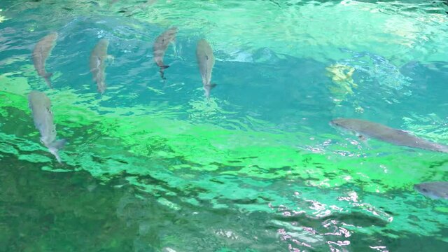 Horse mackerel family of marine ray-finned fish in an aquarium