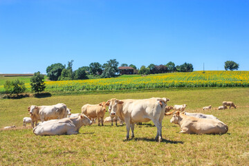 Fototapeta na wymiar Summer pastoral landscape - view of the grazing herd of Charolais breed cows in the historical province Gascony, the region of Occitanie of southwestern France