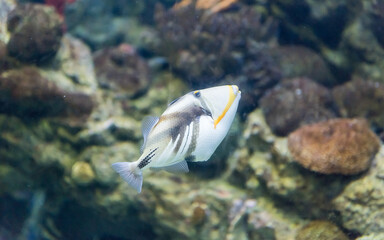 Fototapeta na wymiar Closeup of a Lagoon Triggerfish in aquarium environment