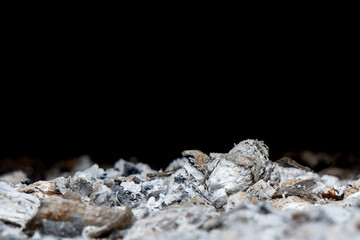 expanse of burnt wood ash