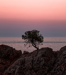 Tree on the beach at sunset