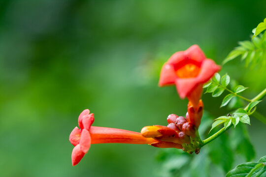 the warm colors of the bignonia flowers