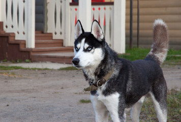 Beautiful dog with blue eyes