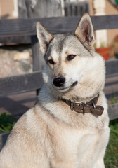 Big light country dog in a collar