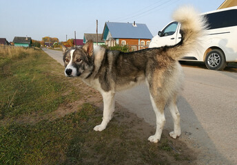 Big country dog  on the village road