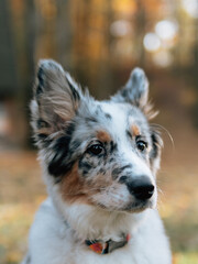 Blue merle Border Collie dog at autumn forest. Young dog. 