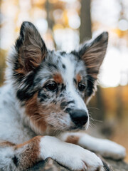 Blue merle Border Collie dog at autumn forest. Young dog. 