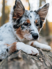 Blue merle Border Collie dog at autumn forest. Young dog. 