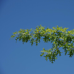 Red oak branch with fresh leaves under blue sky
