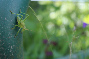 grasshopper on the grass