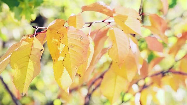 Foglie luminose colorate d'autunno che oscillano su una quercia nel parco autunnale. Sfondo autunnale. Natura meravigliosa
