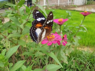 Commond butterfly on craspedia under the sunlight in a garden with a blurry photo