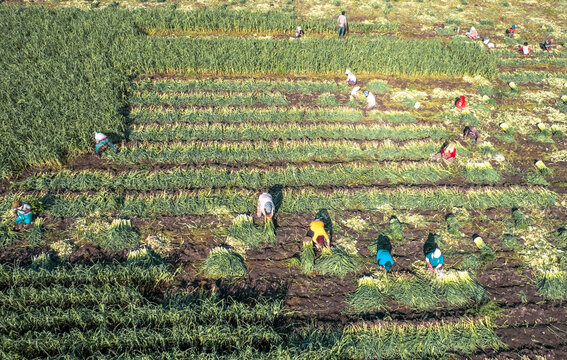 Torbali - Izmir - Turkey, November 4, 2021, Seasonal workers working in a leek field