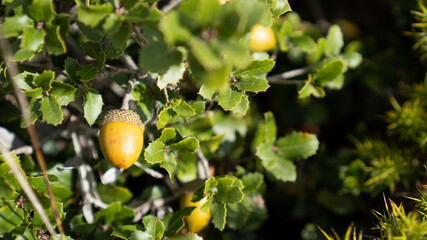 Acorn on a tree. Single golden acorn. Acorns fruits on oak tree branch