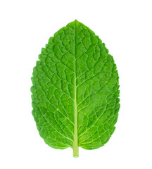 Fresh green mint leaf isolated on white background.