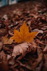 Autumn leaves on the ground