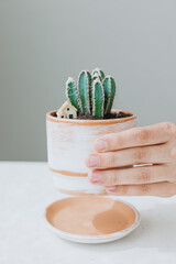 a cactus in a beautiful clay pot on the hand of a European woman. potted plant for home decoration. replant water and moisturize house plants. caring for flowers and cacti at home. a female gardener