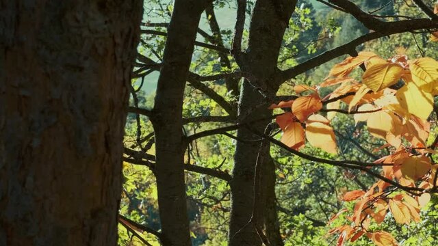 Foglie luminose colorate d'autunno che oscillano su una quercia nel parco autunnale. Sfondo autunnale. Natura meravigliosa
