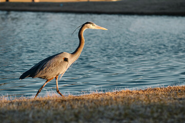 Blue Heron walking in the water of a neighborhood pond with a fountain running in the background