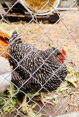 Hen is eating on the cage