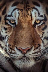 Fototapeta premium Close up portrait of a Siberian tiger in a big cat sanctuary in Slovakia