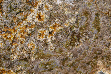 Mold that grows on the walls of the house