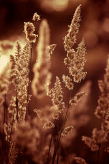 Grass silhouette, indian summer, close-up with sunlight, warm Red and Orange tones.