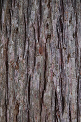 swamp cypress tree bark texture