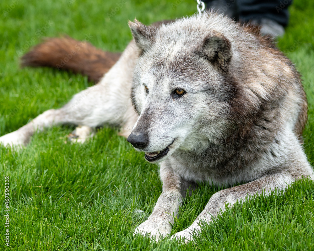 Poster closeup shot of an alaskan malamute chained on its neck outdoors