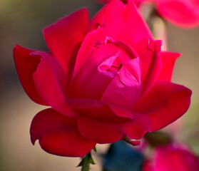 Fototapeta na wymiar a rose in the garden