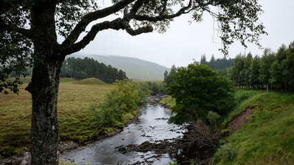 river in the forest