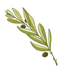 Olive tree branch with green fruits.Vector graphics.