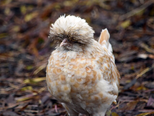 Polish Hen Chicken against natural muddy straw background