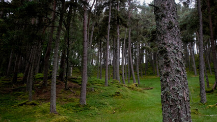 Obraz premium trees in the woods