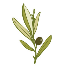 Fototapeta na wymiar Olive tree branch with green fruits.Vector graphics.