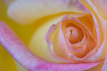 Macro detail of the center of a yellow and pink rose