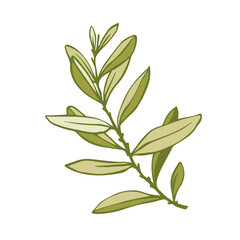 Olive tree branch with green fruits.Vector graphics.