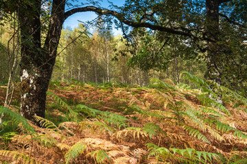 A colourful, sunlit autumnal, landscape 3 shot HDR image of a natural woodland in Lochaber, Scotland.