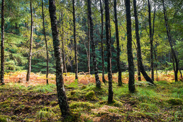 A right side lit 3 shot HDR image of a silver brich, betula pendula, stand in autumnal colour, lochaber, Scotland