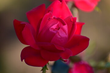 a rose in the summer garden