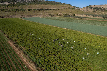 Torbali - Izmir - Turkey, November 4, 2021, Seasonal workers working in a pepper field