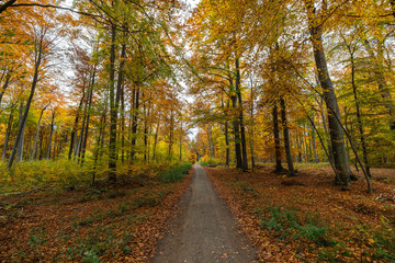 Waldweg im Herbst mit allen Farben